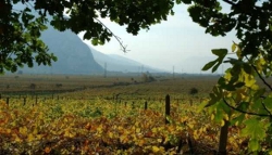 I TRE BICCHIERI VINI D�ITALIA 2012 PUGLIA